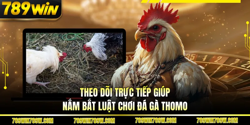Theo dõi trực tiếp giúp nắm bắt luật chơi đá gà Thomo