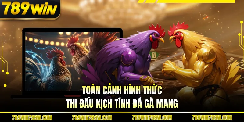 Toàn cảnh hình thức thi đấu kịch tính đá gà mang